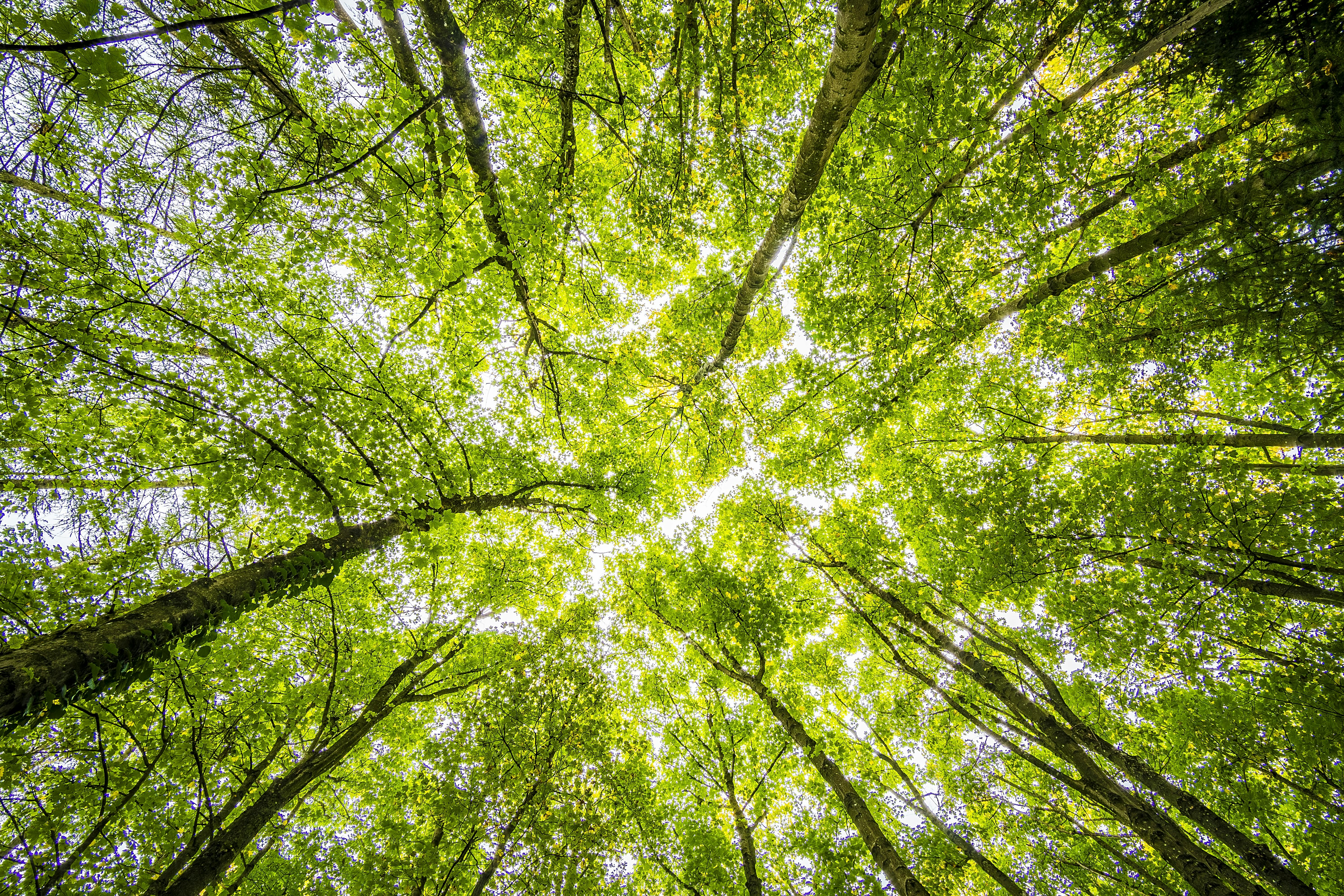 Environmental Solutions
